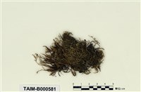 藏品(密葉同蒴苔)的圖片